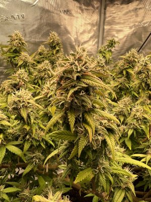 8C0F9ABF-A14B-47CC-85A1-DCBAD548B9B0.jpeg 8C0F9ABF-A14B-47CC-85A1-DCBAD548B9B0.jpeg