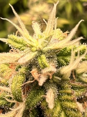 0E99C787-2A63-4999-9140-B41DA01D1BB1.jpeg 0E99C787-2A63-4999-9140-B41DA01D1BB1.jpeg