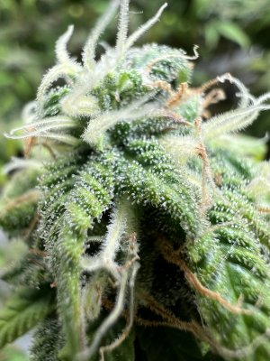 7E10D3D0-6434-4C4B-9F03-02D5E23465FD.jpeg 7E10D3D0-6434-4C4B-9F03-02D5E23465FD.jpeg