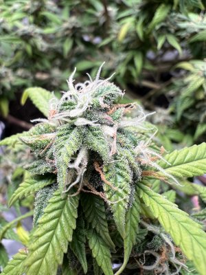 ABF4DEF8-6E40-46EA-B5BF-94DD72A375C8.jpeg ABF4DEF8-6E40-46EA-B5BF-94DD72A375C8.jpeg