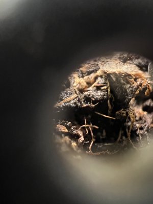 647602C6-9B09-42EA-A3DA-788D68C0388A.jpeg 647602C6-9B09-42EA-A3DA-788D68C0388A.jpeg