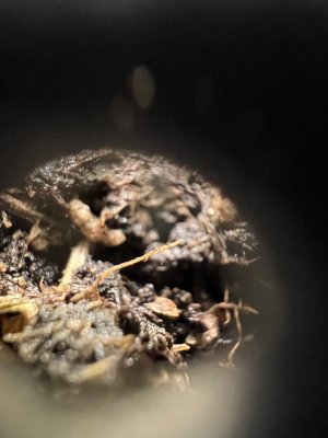 74C9D81E-8ED1-432A-9A61-8D8B2D7C3BBD.jpeg 74C9D81E-8ED1-432A-9A61-8D8B2D7C3BBD.jpeg