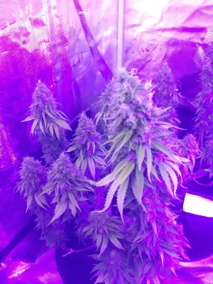 20230210_115158.jpg 20230210_115158.jpg