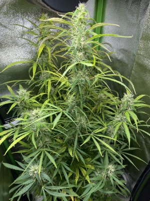 C45372FC-1F53-4055-B024-FA18BB59774B.jpeg C45372FC-1F53-4055-B024-FA18BB59774B.jpeg