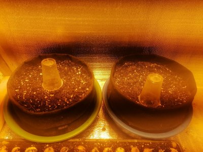 IMG_20230209_165341.jpg IMG_20230209_165341.jpg