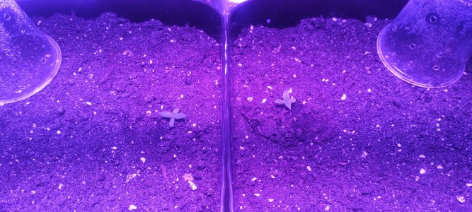 IMG_20230211_170121.jpg IMG_20230211_170121.jpg