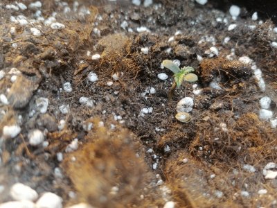 IMG_20230212_124605.jpg IMG_20230212_124605.jpg