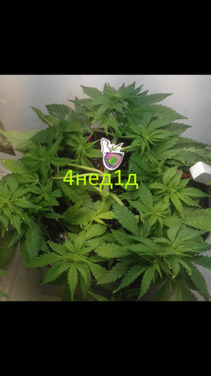 Screenshot_2023-02-13-13-36-41.png Screenshot_2023-02-13-13-36-41.png