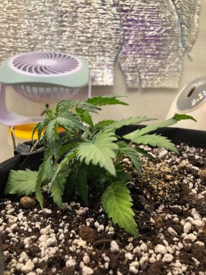 wkehnfeb.jpeg wkehnfeb.jpeg