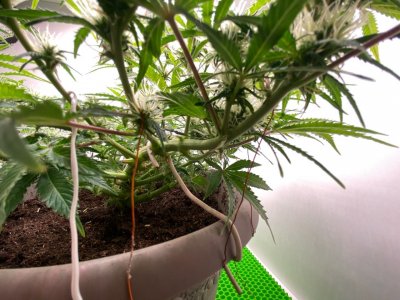 1EACFF1E-9887-44E7-B16C-8B85FFCEED5C.jpeg 1EACFF1E-9887-44E7-B16C-8B85FFCEED5C.jpeg