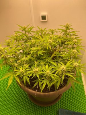 64A3BDFD-5EEB-4E0A-A949-5A7800C14123.jpeg 64A3BDFD-5EEB-4E0A-A949-5A7800C14123.jpeg