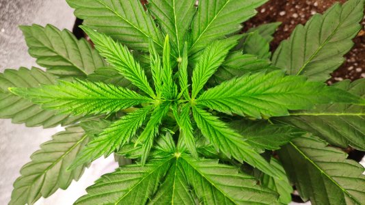 IMG_20230214_190850.jpg IMG_20230214_190850.jpg