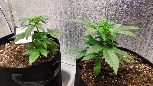 IMG_20230214_191501.jpg IMG_20230214_191501.jpg