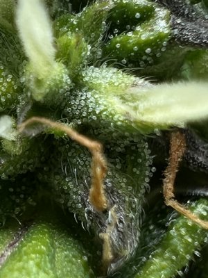 0254462F-E58F-494B-9461-5A0360C2980E.jpeg 0254462F-E58F-494B-9461-5A0360C2980E.jpeg