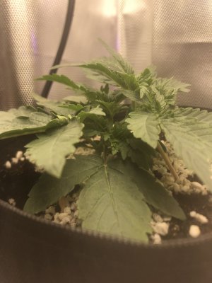 70DD3D02-73CD-4493-8293-2804409EB051.jpeg 70DD3D02-73CD-4493-8293-2804409EB051.jpeg