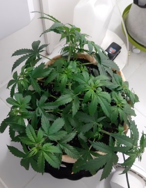 20230217_085257.jpg 20230217_085257.jpg