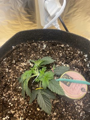 BD981D88-638A-48C0-918F-7E63FC82442D.jpeg BD981D88-638A-48C0-918F-7E63FC82442D.jpeg