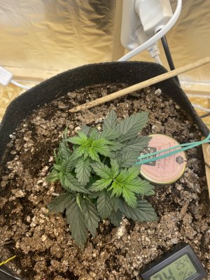 6421BFED-2F5A-40BC-AA35-F266E52A975D.jpeg 6421BFED-2F5A-40BC-AA35-F266E52A975D.jpeg