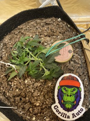 581802A8-D9FD-41C7-ABEF-46E38B017B85.jpeg 581802A8-D9FD-41C7-ABEF-46E38B017B85.jpeg