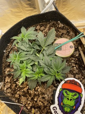 E221D552-0473-4A78-9455-9200DA4B6D2C.jpeg E221D552-0473-4A78-9455-9200DA4B6D2C.jpeg