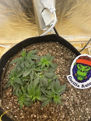 8BF5B348-D738-4226-8406-507056619A4E.jpeg 8BF5B348-D738-4226-8406-507056619A4E.jpeg