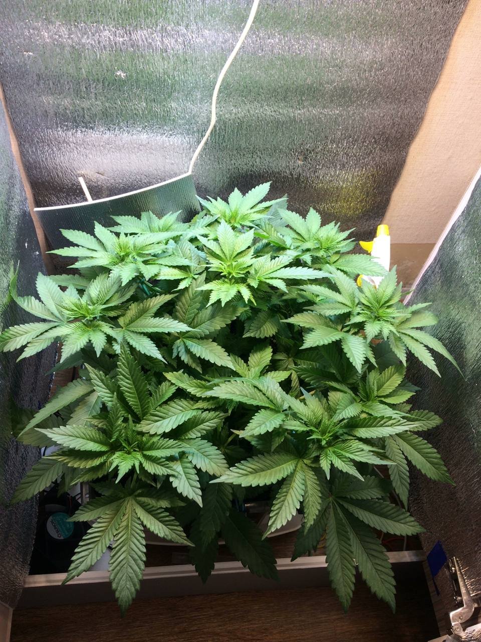 IMG_20230218_190043_941.jpg IMG_20230218_190043_941.jpg