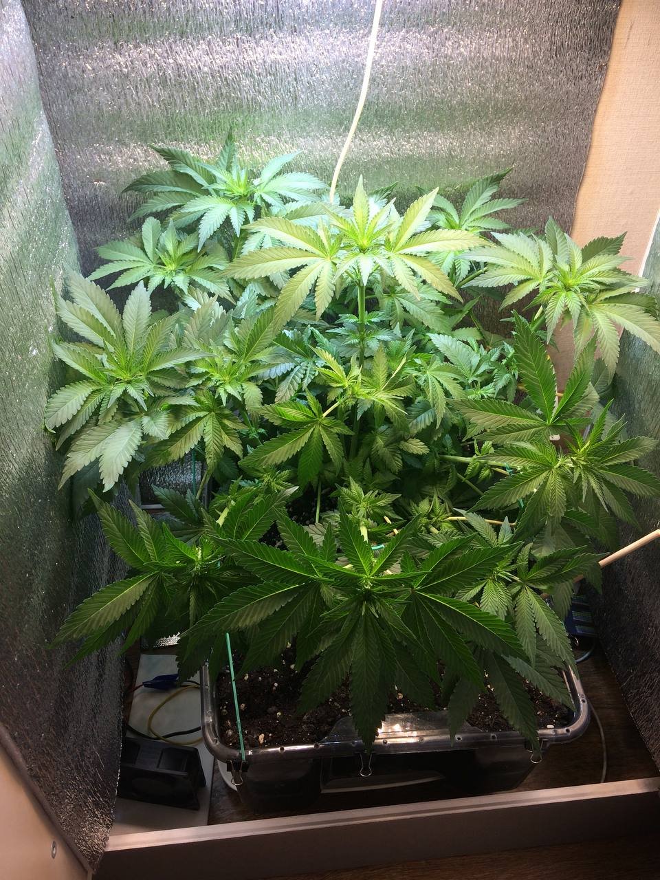 IMG_20230218_190109_262.jpg IMG_20230218_190109_262.jpg