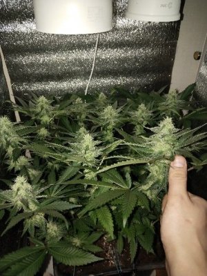 1000000288.jpg 1000000288.jpg