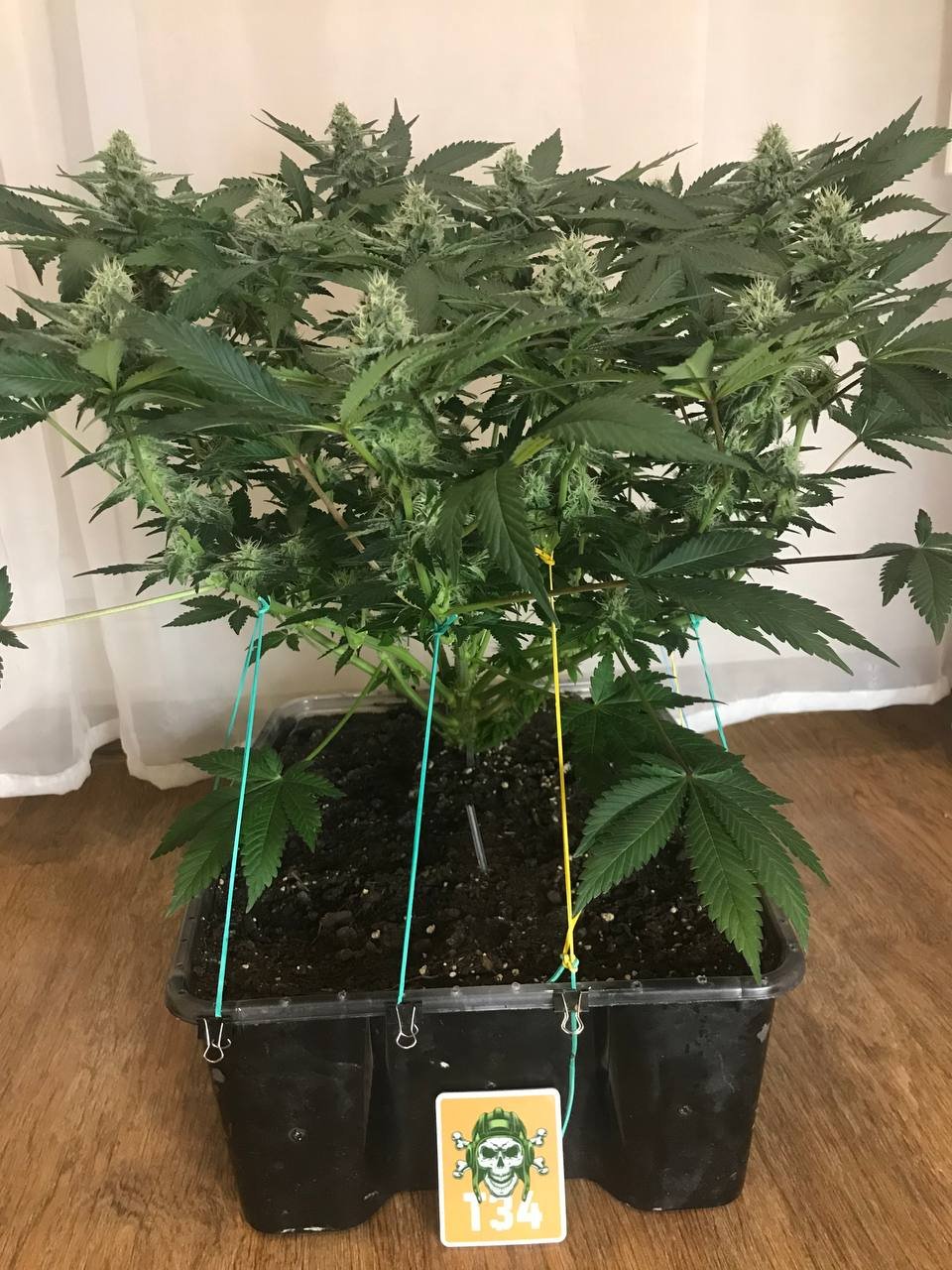 IMG_20230218_190147_626.jpg IMG_20230218_190147_626.jpg