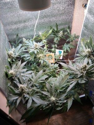 1000000442.jpg 1000000442.jpg