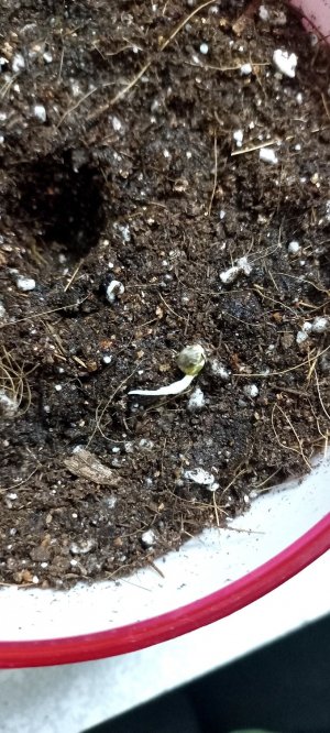 85IT0WNV1uc.jpg 85IT0WNV1uc.jpg