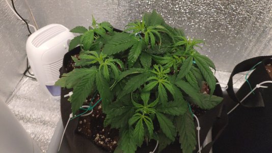 IMG_20230219_145147.jpg IMG_20230219_145147.jpg