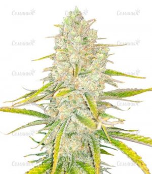 Monster-Gelato.jpg Monster-Gelato.jpg