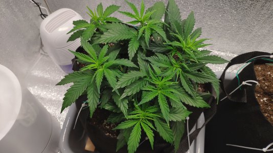 IMG_20230220_205828.jpg IMG_20230220_205828.jpg