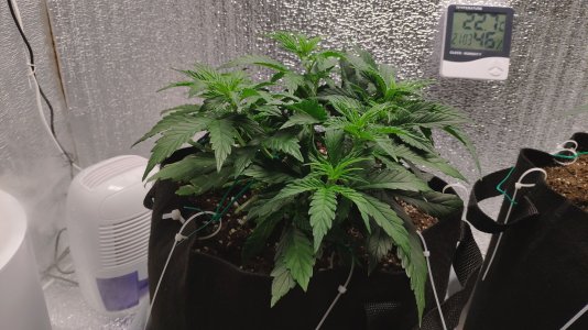 IMG_20230220_205835.jpg IMG_20230220_205835.jpg