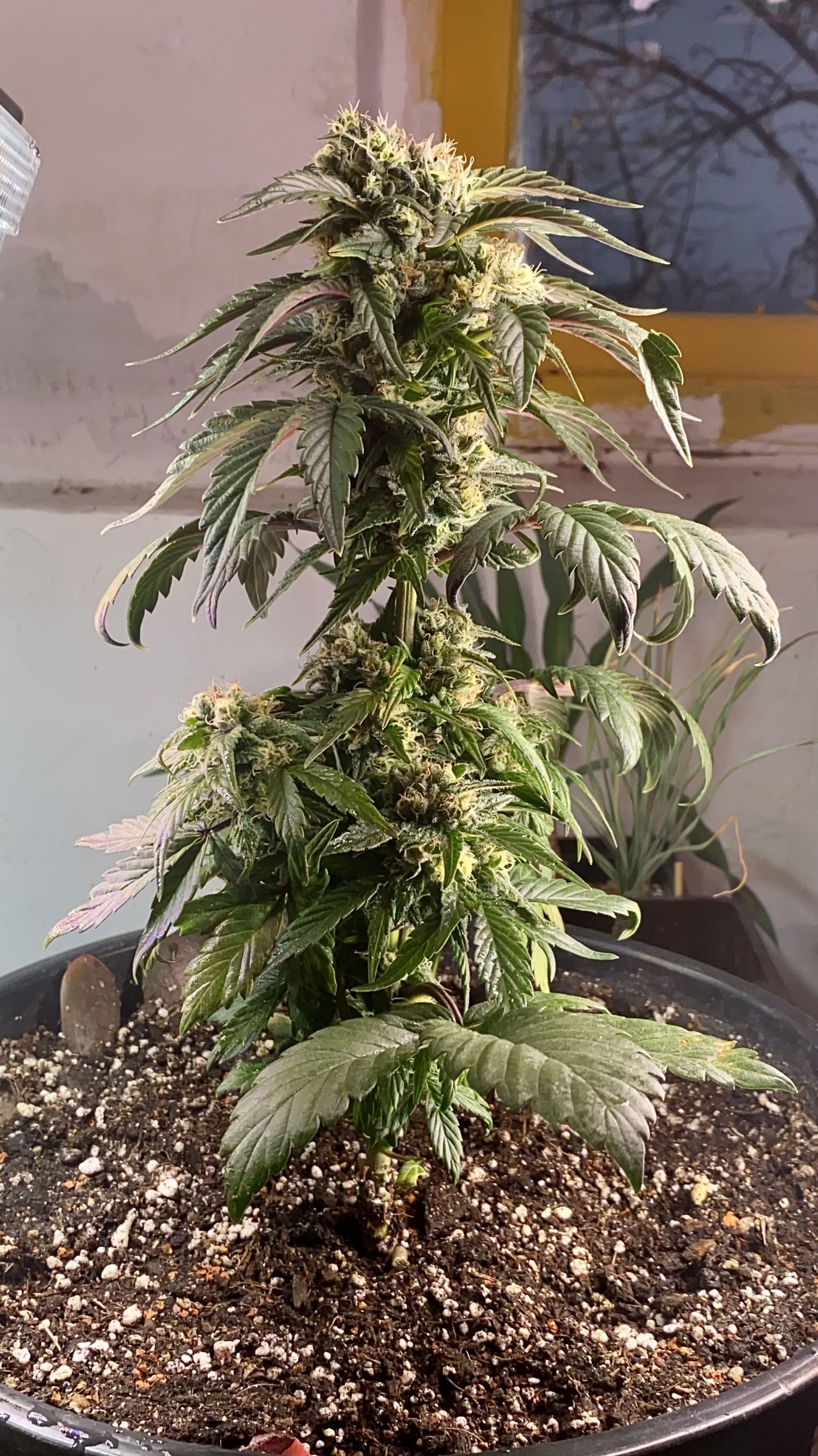 60DAA9A1-5AE6-444E-AE2C-2F1B927A1703.jpeg 60DAA9A1-5AE6-444E-AE2C-2F1B927A1703.jpeg