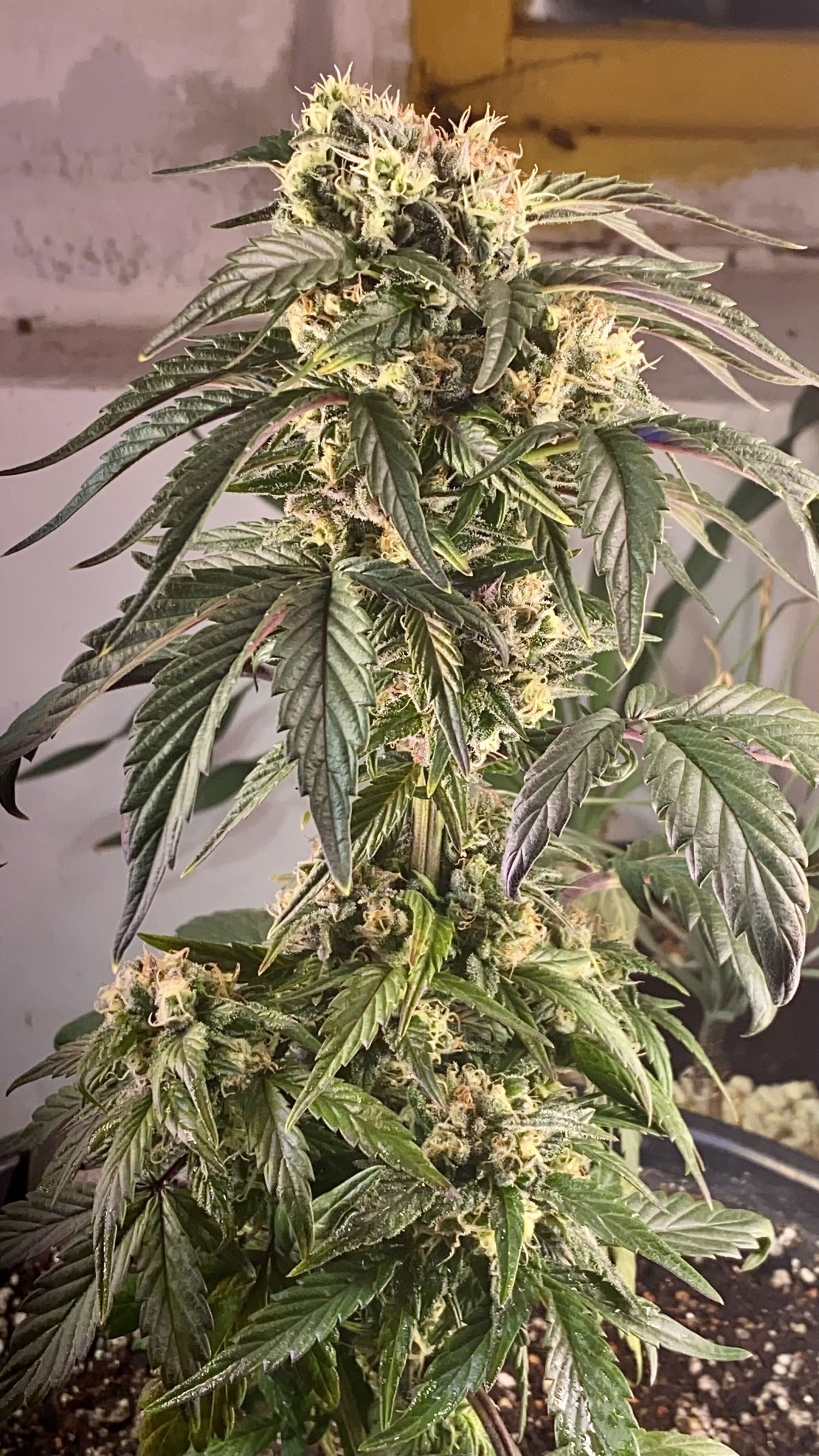 305D59B6-5A52-4957-8CB9-BAB10E479DAC.jpeg 305D59B6-5A52-4957-8CB9-BAB10E479DAC.jpeg