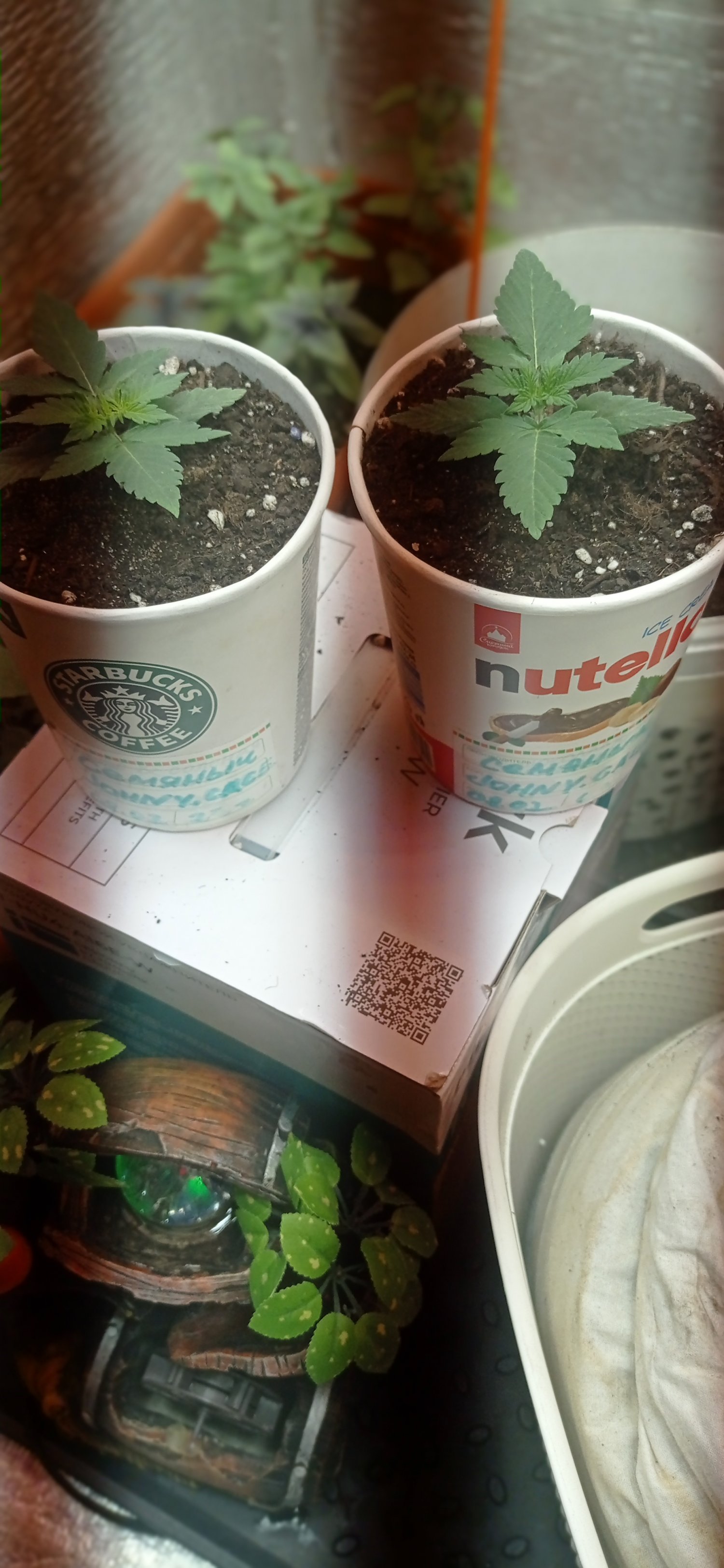 IMG_20230221_190751.jpg IMG_20230221_190751.jpg