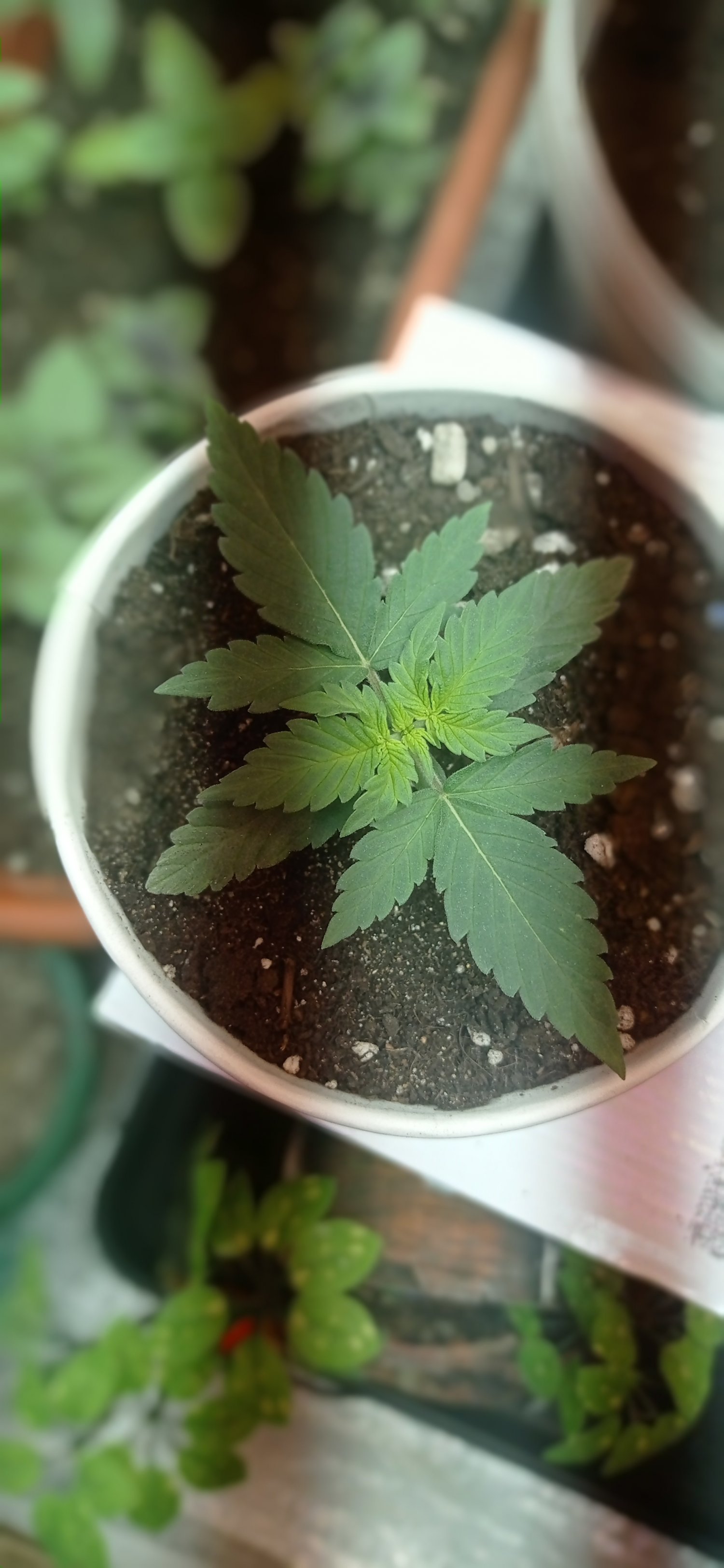 IMG_20230221_190806.jpg IMG_20230221_190806.jpg