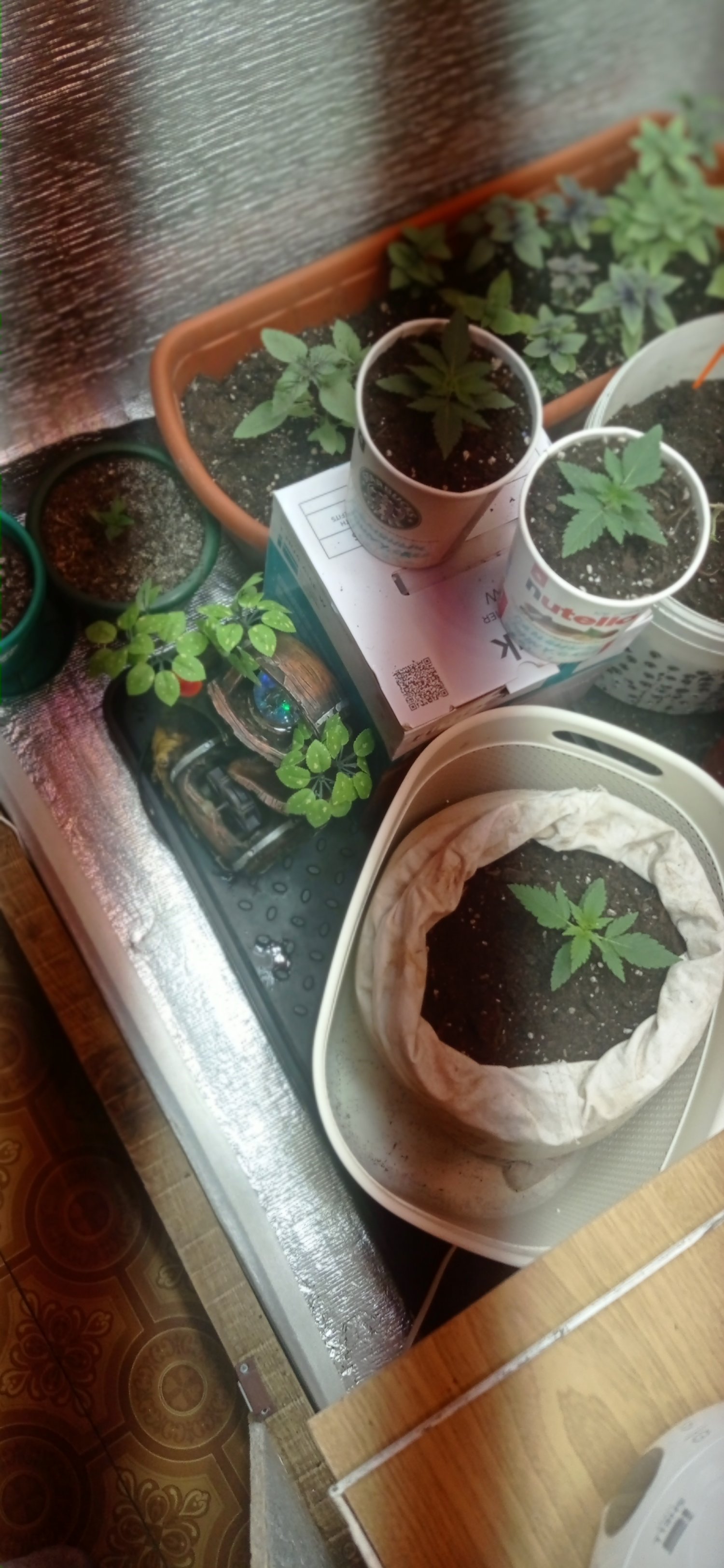 IMG_20230221_190744.jpg IMG_20230221_190744.jpg