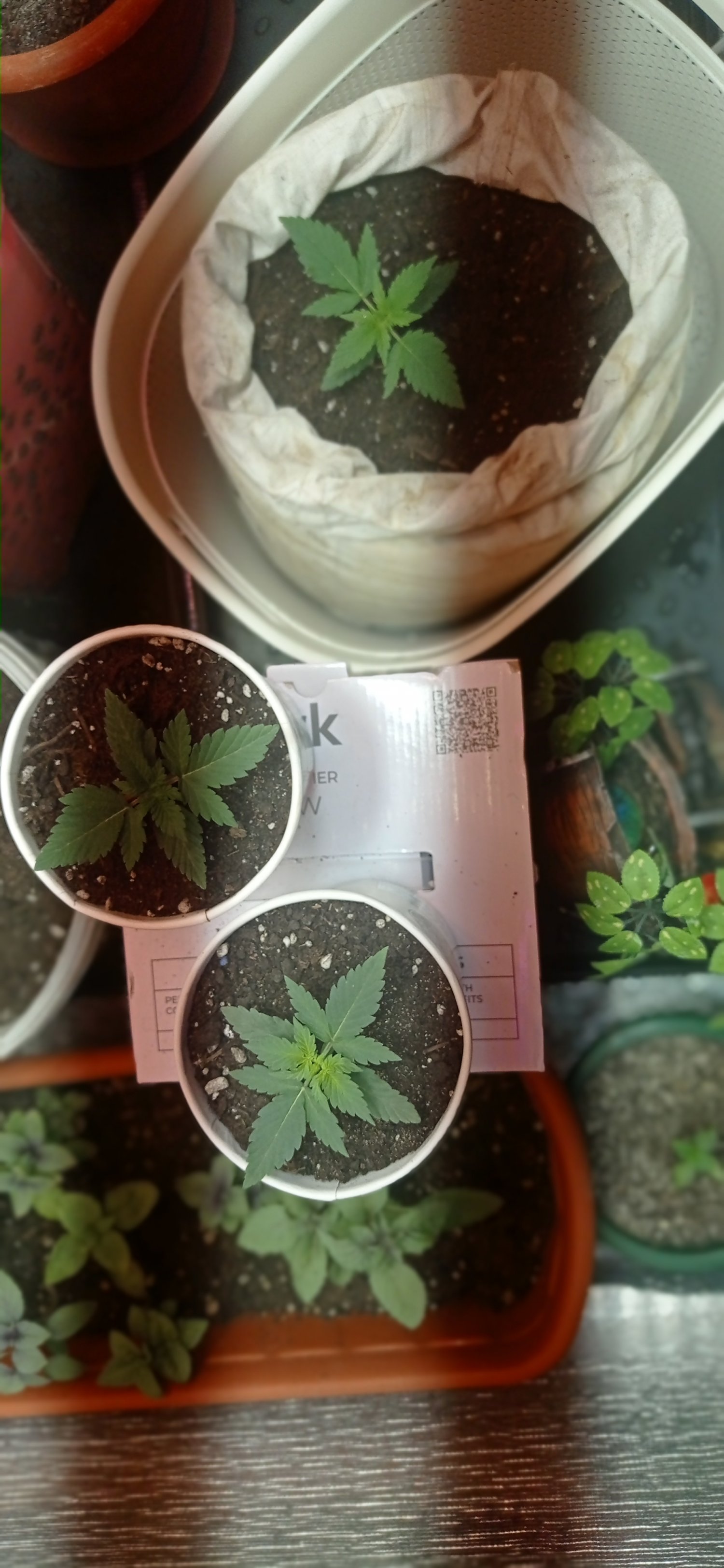 IMG_20230221_190852.jpg IMG_20230221_190852.jpg