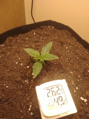 IMG_20230221_155449.jpg IMG_20230221_155449.jpg