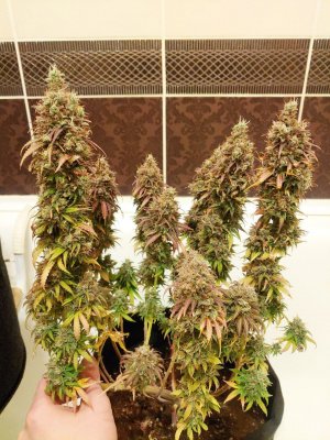 Marmalate Early vers Marmalate Early vers