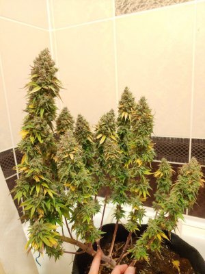 IMG_20230222_114723_456.jpg IMG_20230222_114723_456.jpg