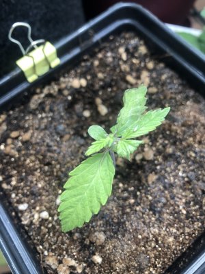 15AFF1DC-2F5A-4FB1-9743-820A4446BF2D.jpeg 15AFF1DC-2F5A-4FB1-9743-820A4446BF2D.jpeg