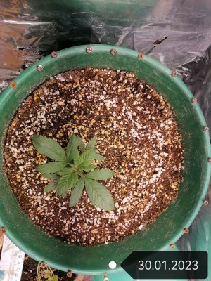 IMG_20230130_122616_edit_51733522651481.jpg IMG_20230130_122616_edit_51733522651481.jpg