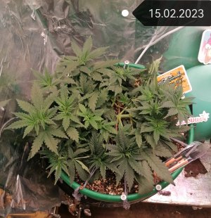 IMG_20230215_185457_edit_51967819533736.jpg IMG_20230215_185457_edit_51967819533736.jpg