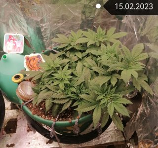 IMG_20230215_185517_edit_52051326150911.jpg IMG_20230215_185517_edit_52051326150911.jpg