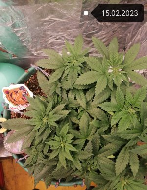 IMG_20230215_185524_edit_52155951848291.jpg IMG_20230215_185524_edit_52155951848291.jpg