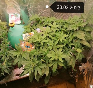 IMG_20230223_234633_edit_52916631669529.jpg IMG_20230223_234633_edit_52916631669529.jpg